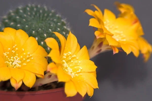 Fleurs de cactus — Photo
