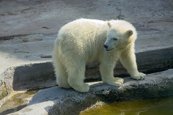 Pequeño oso polar —  Fotos de Stock