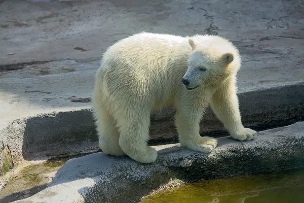 Piccolo orso polare Fotografia Stock