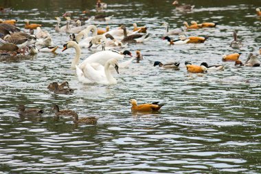 Birds on pond clipart