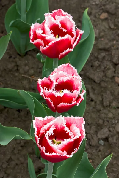 Drie tulpen — Stockfoto