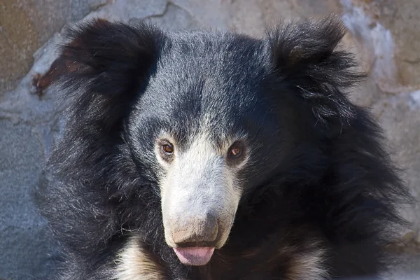 Black bear azjatyckich — Zdjęcie stockowe