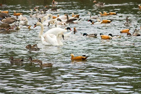 Vögel am Teich Stockbild