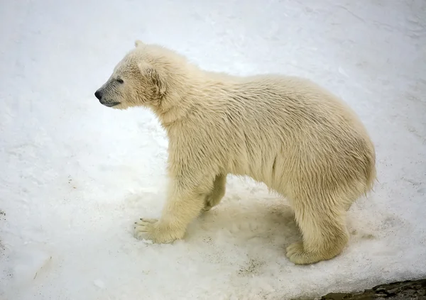 Маленький белый медведь — стоковое фото