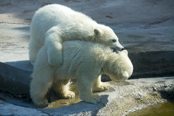 Orsi polari — Foto Stock