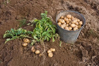 patates hasadı