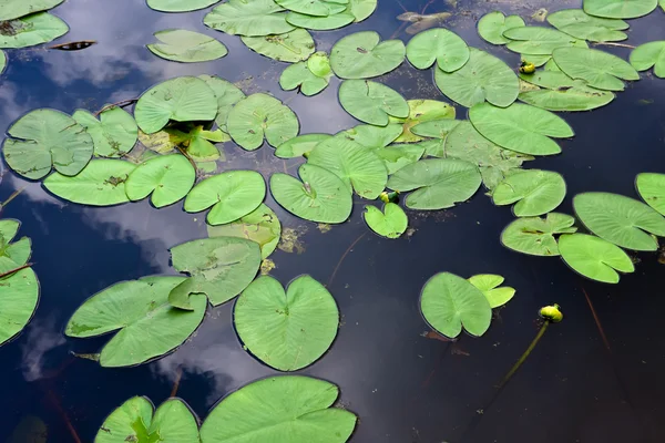 池の蓮の葉 — ストック写真