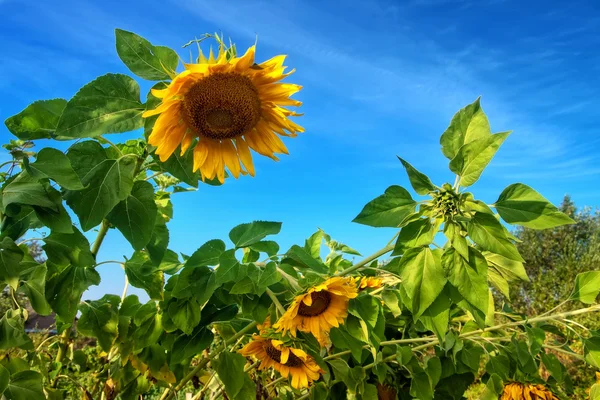 Sunflowers on the field behind blue sky — Stock Photo, Image