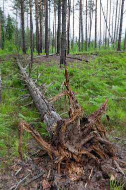 Wind-fallen trees in the forest clipart