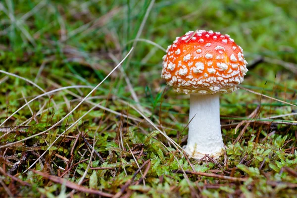 stock image Toadstool in the grass