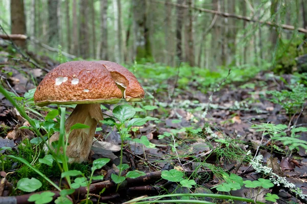 Cogumelo de chapéu marrom na floresta — Fotografia de Stock
