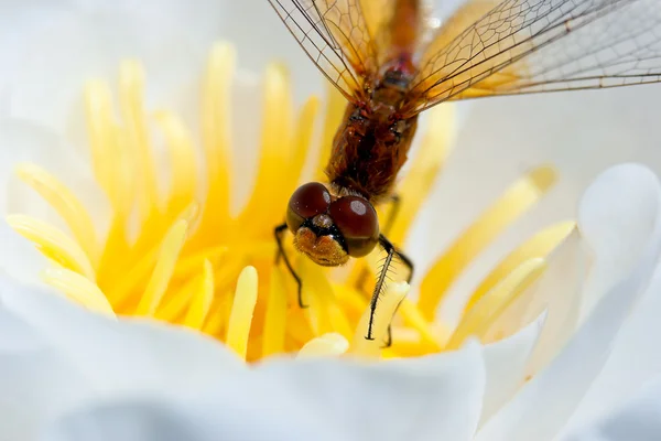 stock image Dragonfly on a flower white lily