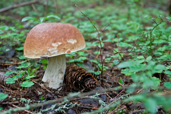 Hnědý klobouk hub v lese — Stock fotografie