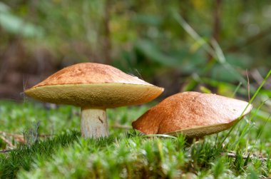 Two mushrooms in the moss clipart