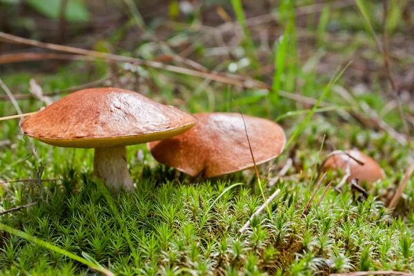 苔藓中的三颗蘑菇 — 图库照片
