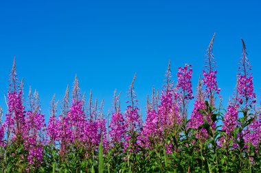 Mor Alp fireweed