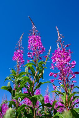 Purple Alpine Fireweed clipart