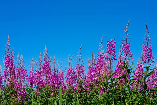 Purple Alpine Fireweed — Stock Photo, Image