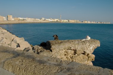 güneşli bir günde cadiz sahilinde göster