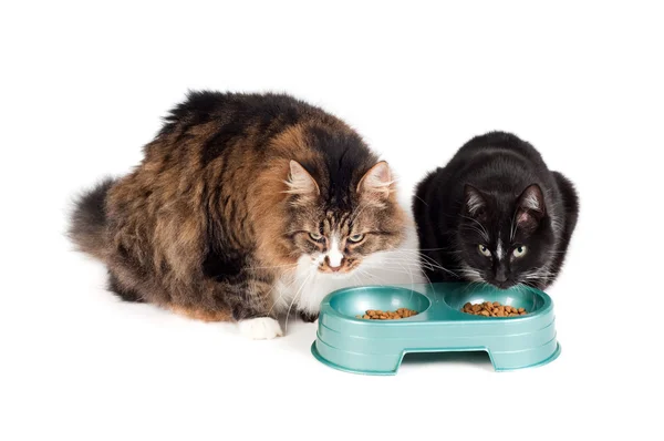 Koty jedzenie — Zdjęcie stockowe