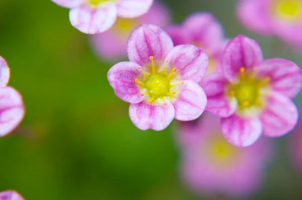 マクロの花 — ストック写真