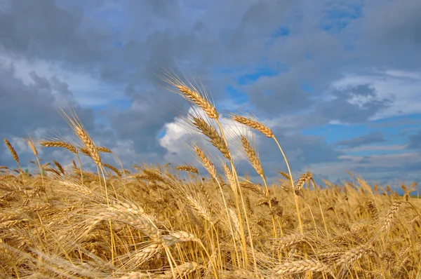 Врожай пшениці на полі — стокове фото