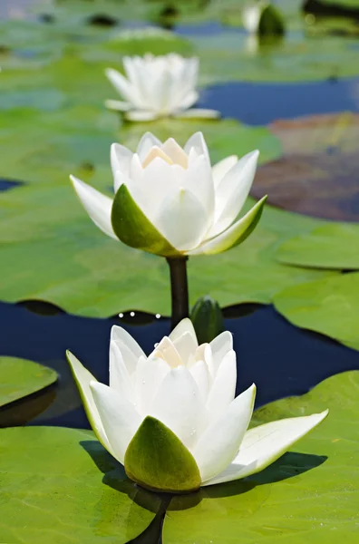 Три белые лилии — стоковое фото
