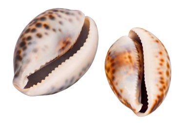 Two Seashells on the white bacground clipart