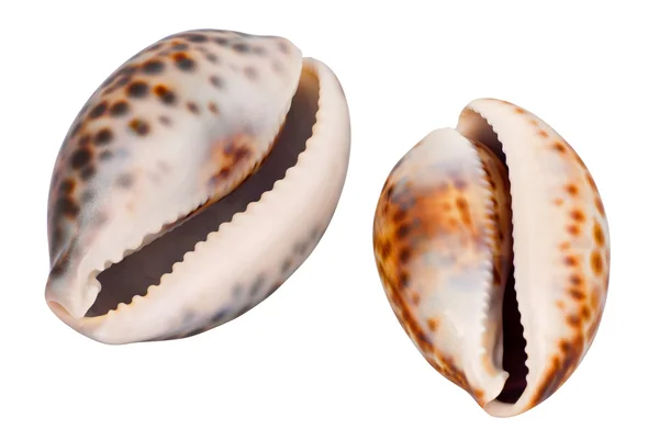 Two Seashells White Bacground — Stock Photo, Image