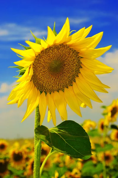 Sunflower Field Blue Sky — Stock Photo, Image