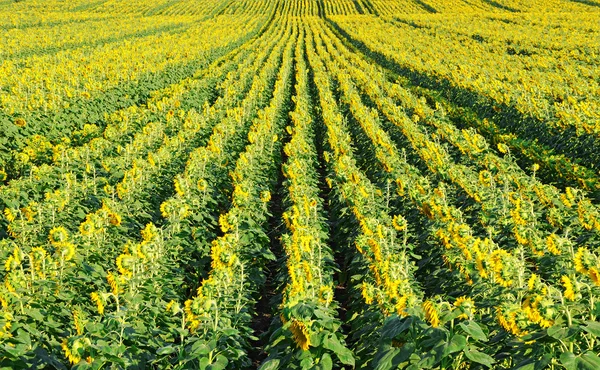 Sonnenblumen Wachsen Reihen Auf Dem Feld — Stockfoto