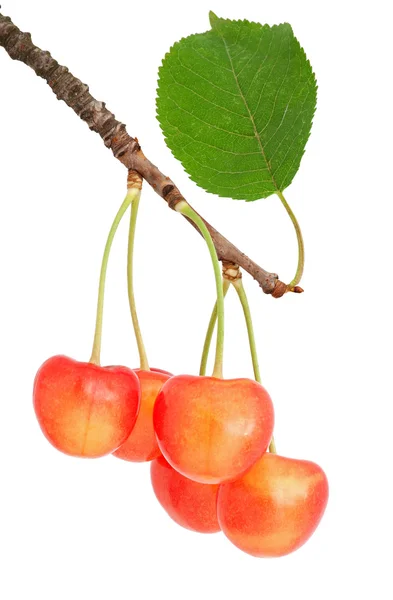 Sweet Cherry Listy Bílém Pozadí — Stock fotografie