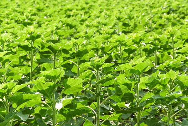 stock image Sunflower sprouts