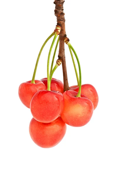 Sweet cherry na větvi — Stock fotografie