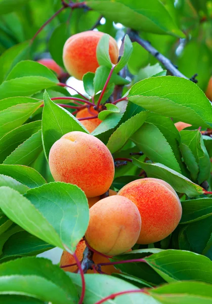 Ripe apricots grow on a branch