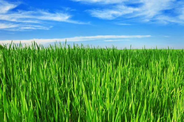 Genç buğday ve mavi gökyüzü — Stok fotoğraf