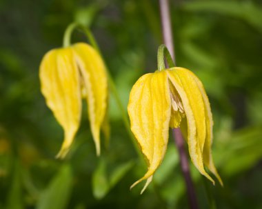 Clematis Lambton Park Tangut clipart