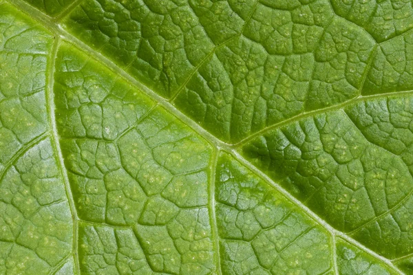 Textura Folha Verde Inula — Fotografia de Stock