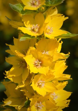 Lysimachia punctata, sığ dof