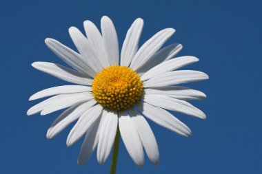 Color photography of daisies on a background of blue sky clipart