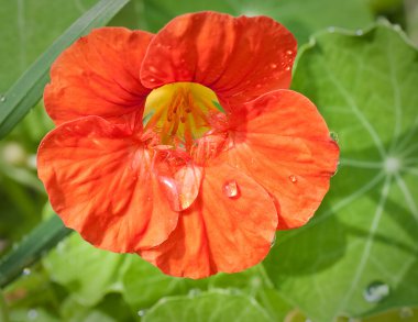 Yağmur damlaları içinde Nasturtium. sığ derinlik-in tarla