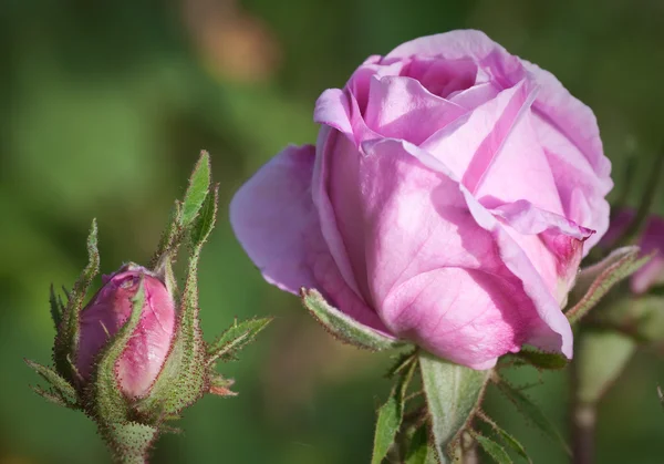 Rosa fiore e bocciolo — Foto Stock