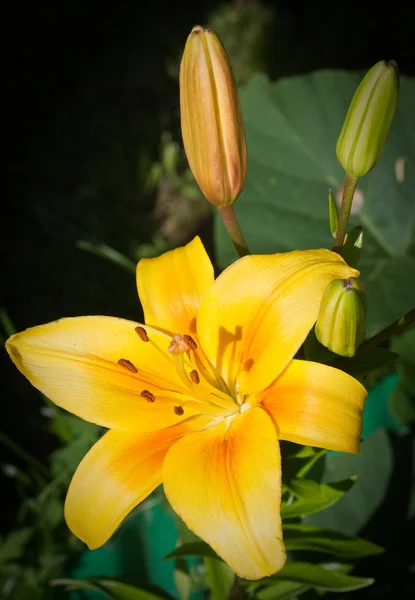 Keltainen lilja puutarhassa — kuvapankkivalokuva