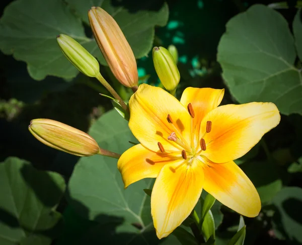 Yellow lily in the garden — Stock Photo, Image