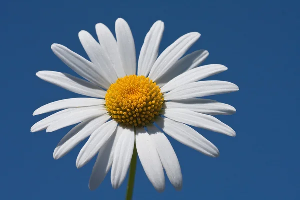 stock image Color photography of daisies on a background of blue sky