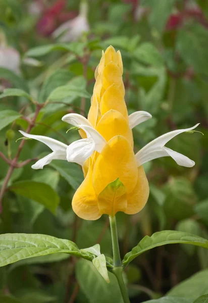 stock image Blossoming Pachystachys lutea, close-up