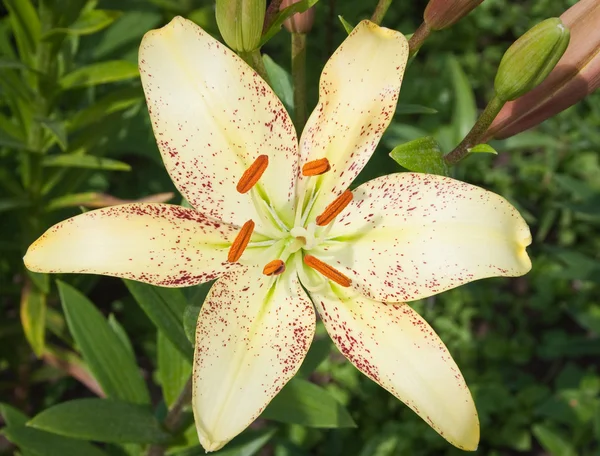 Kaunis Lilium Sterlinghopea Tähti — kuvapankkivalokuva