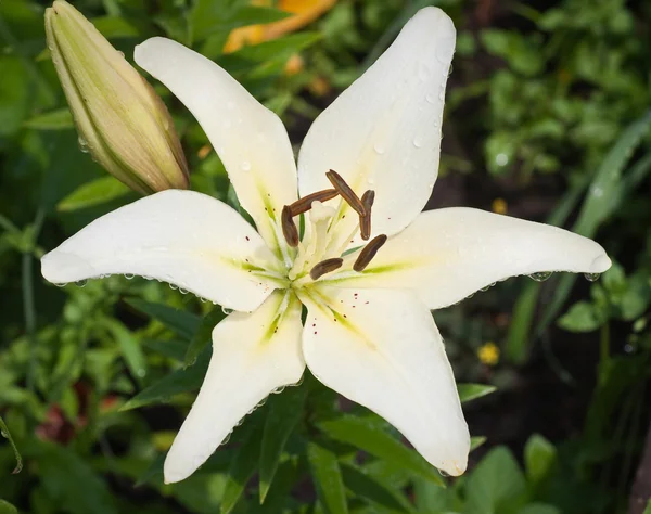 Kaunis valkoinen lilja kukkia — kuvapankkivalokuva