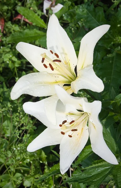 Twee Mooie Witte Lelie Bloemen — Stockfoto