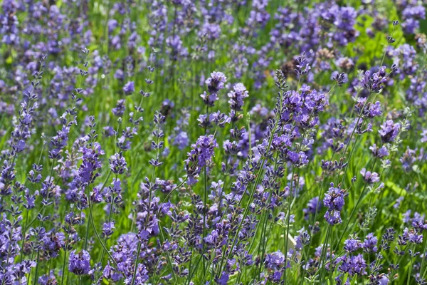 Background Mauve Flowers Shallow Depth Field — Stock Photo, Image
